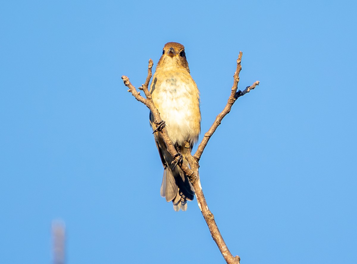 Indigo Bunting - ML643718198