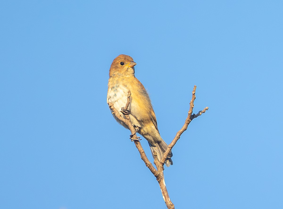 Indigo Bunting - ML643718199