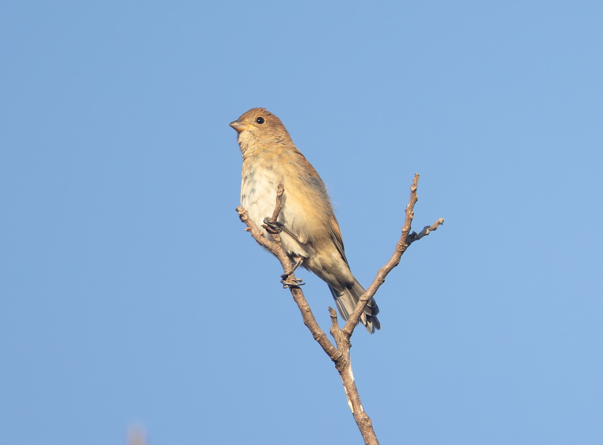 Indigo Bunting - ML643718200