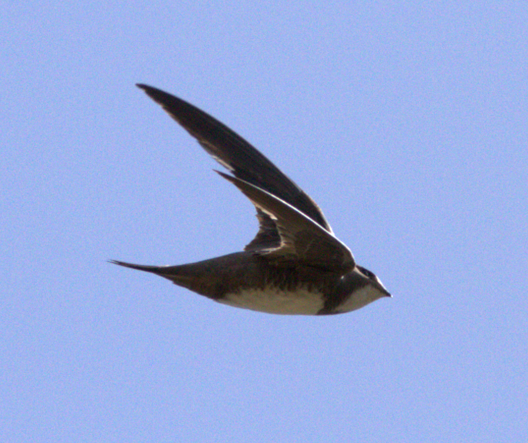 Alpensegler - ML643718209