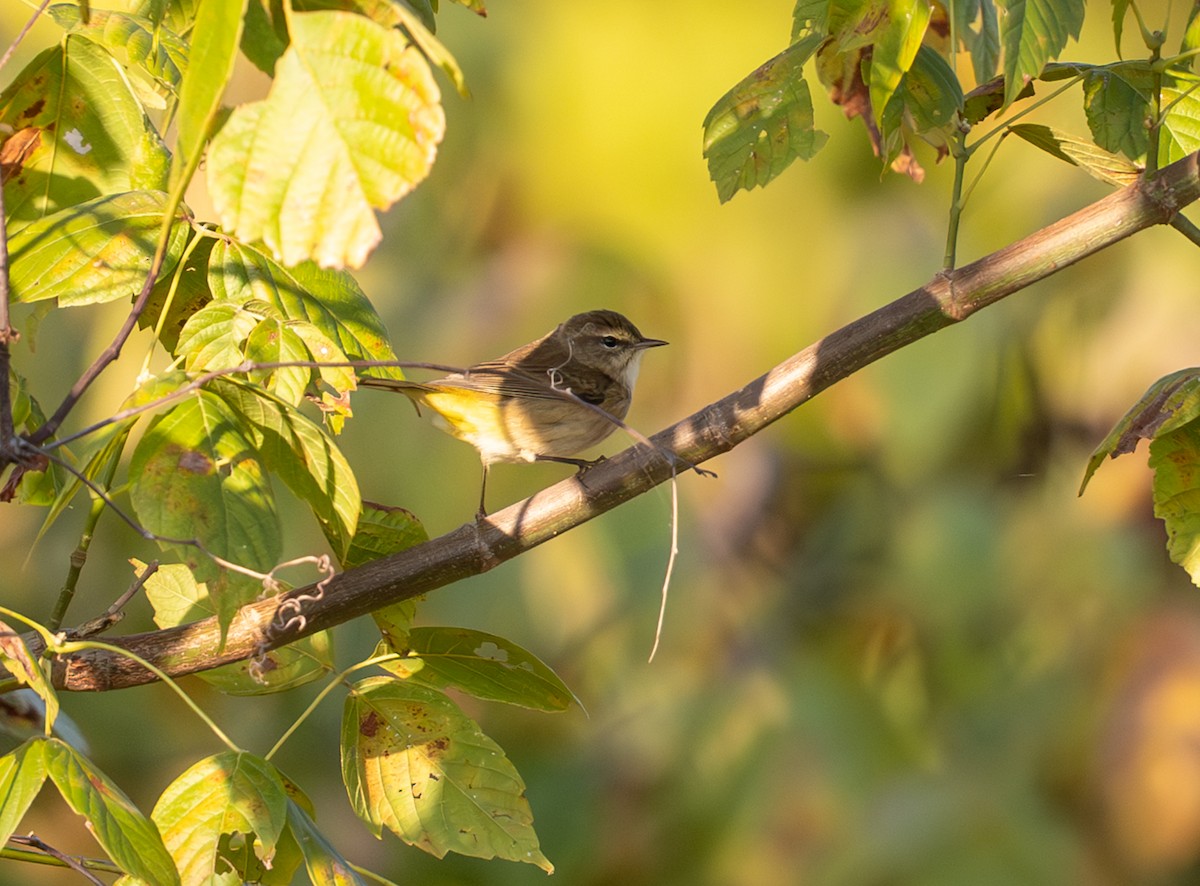 Palm Warbler - ML643718211
