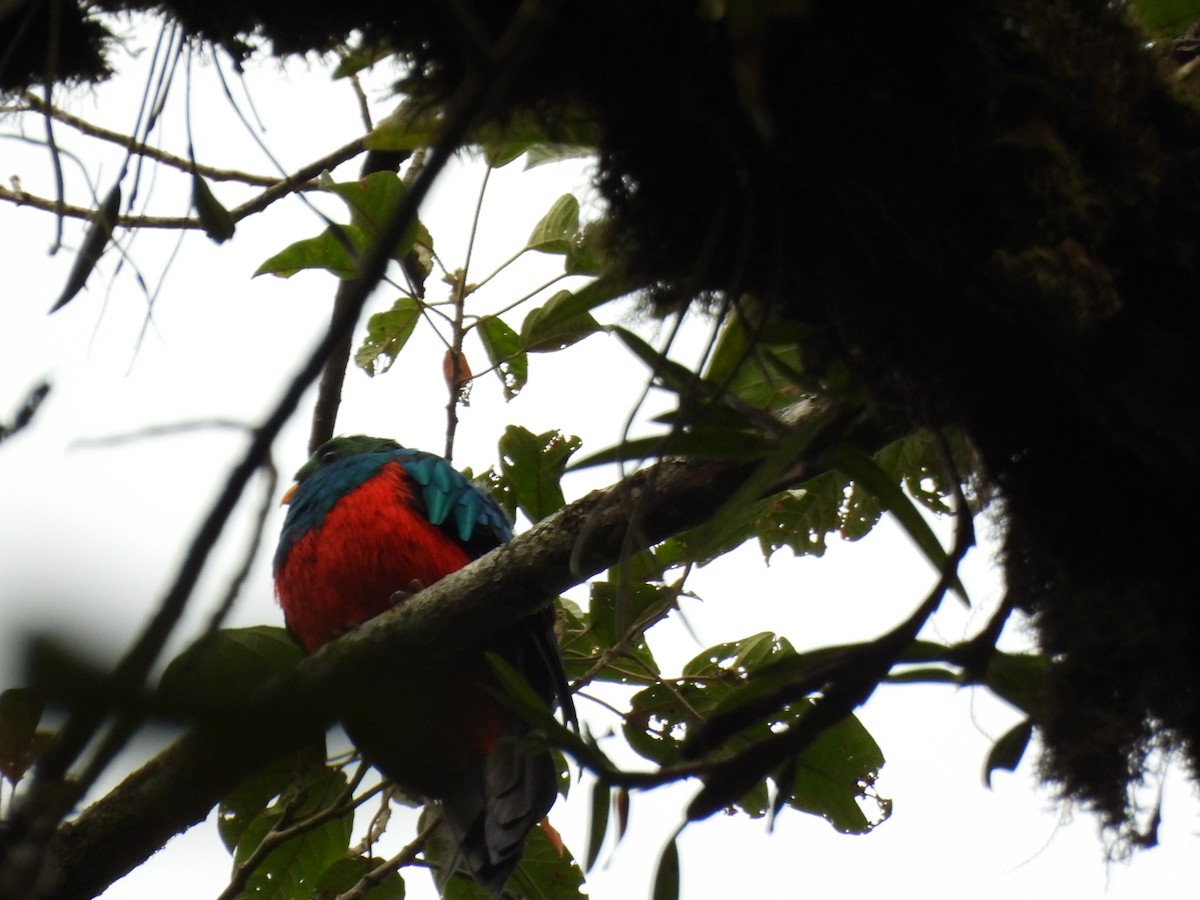 Golden-headed Quetzal - ML643718229