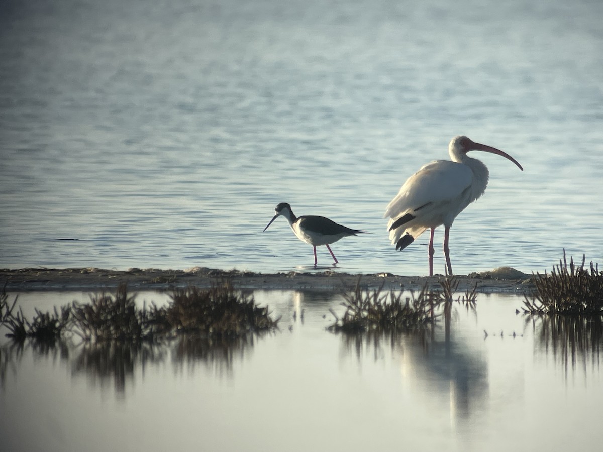White Ibis - ML643718244