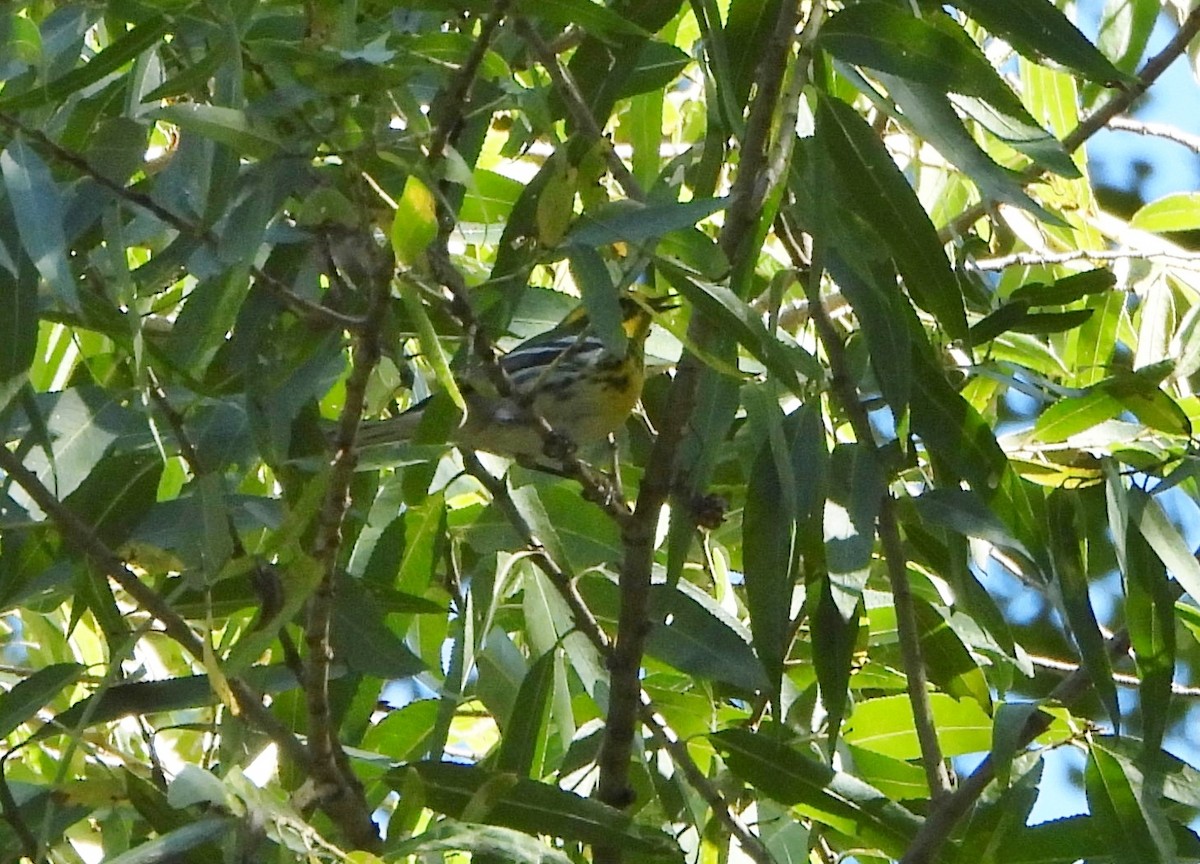 Townsend's Warbler - ML643718245