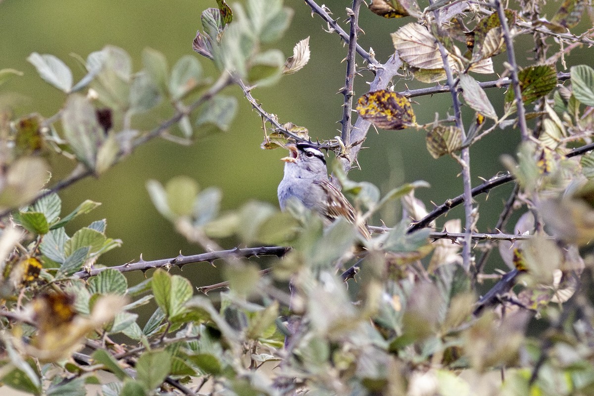 White-crowned Sparrow (Dark-lored) - ML643718252