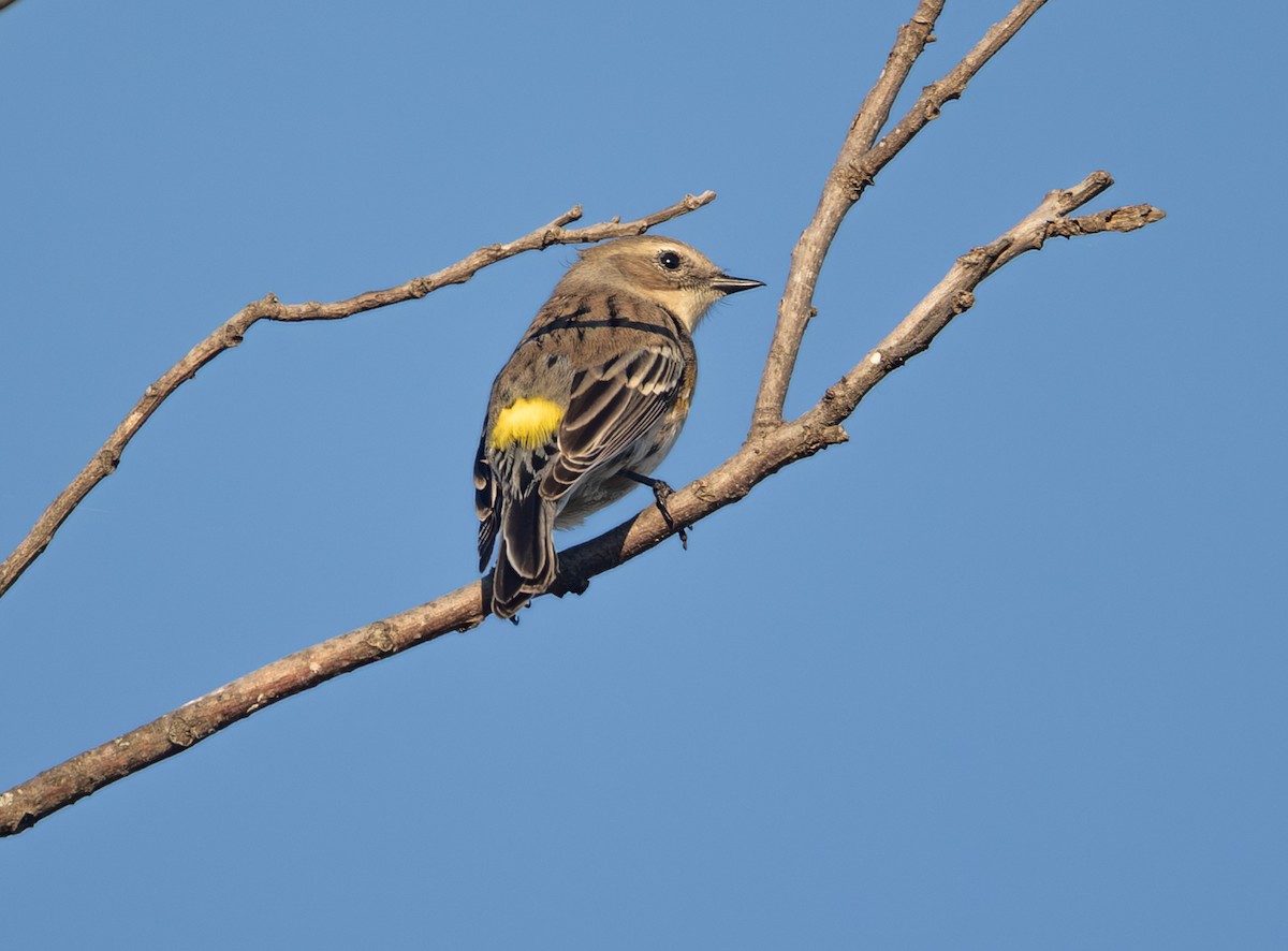 Yellow-rumped Warbler - ML643718254