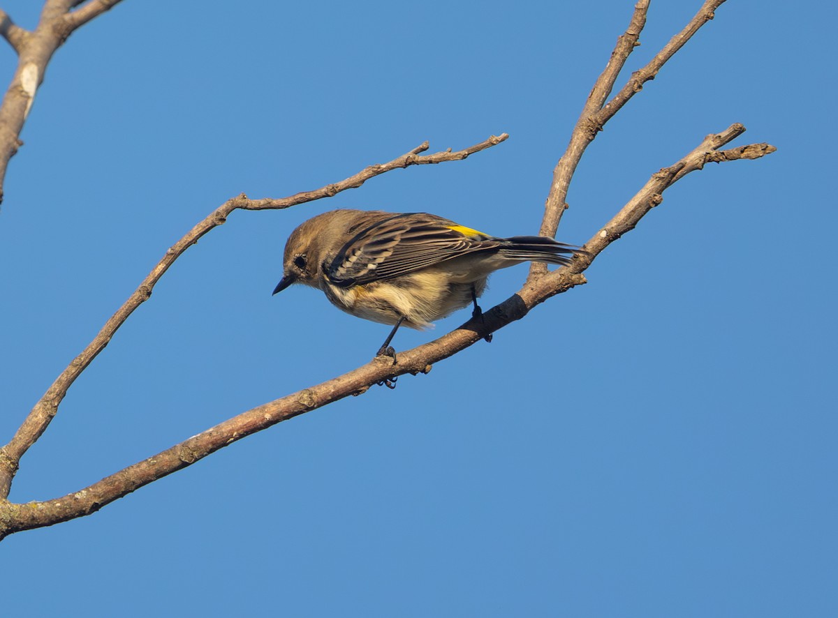 Yellow-rumped Warbler - ML643718255