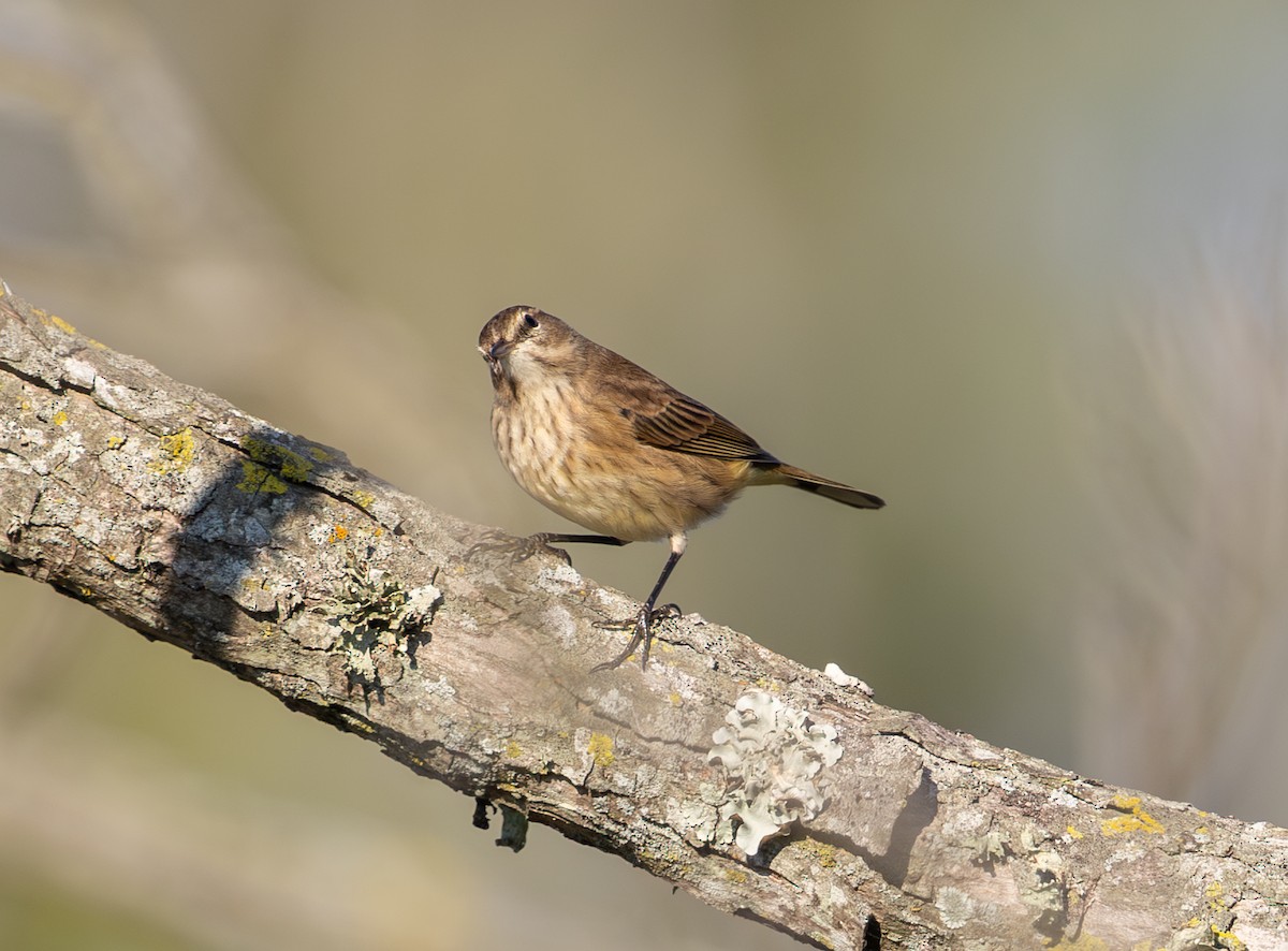 Palm Warbler - ML643718256