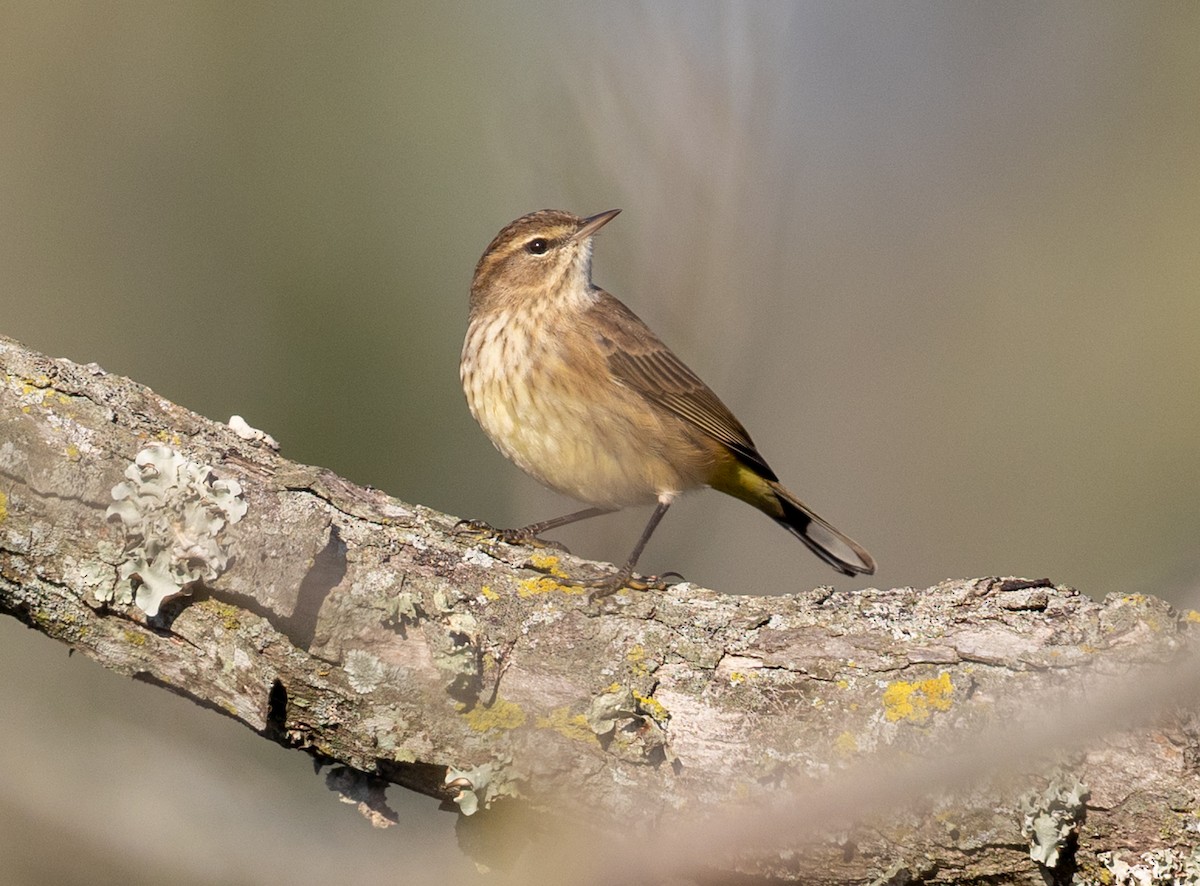 Palm Warbler - ML643718257