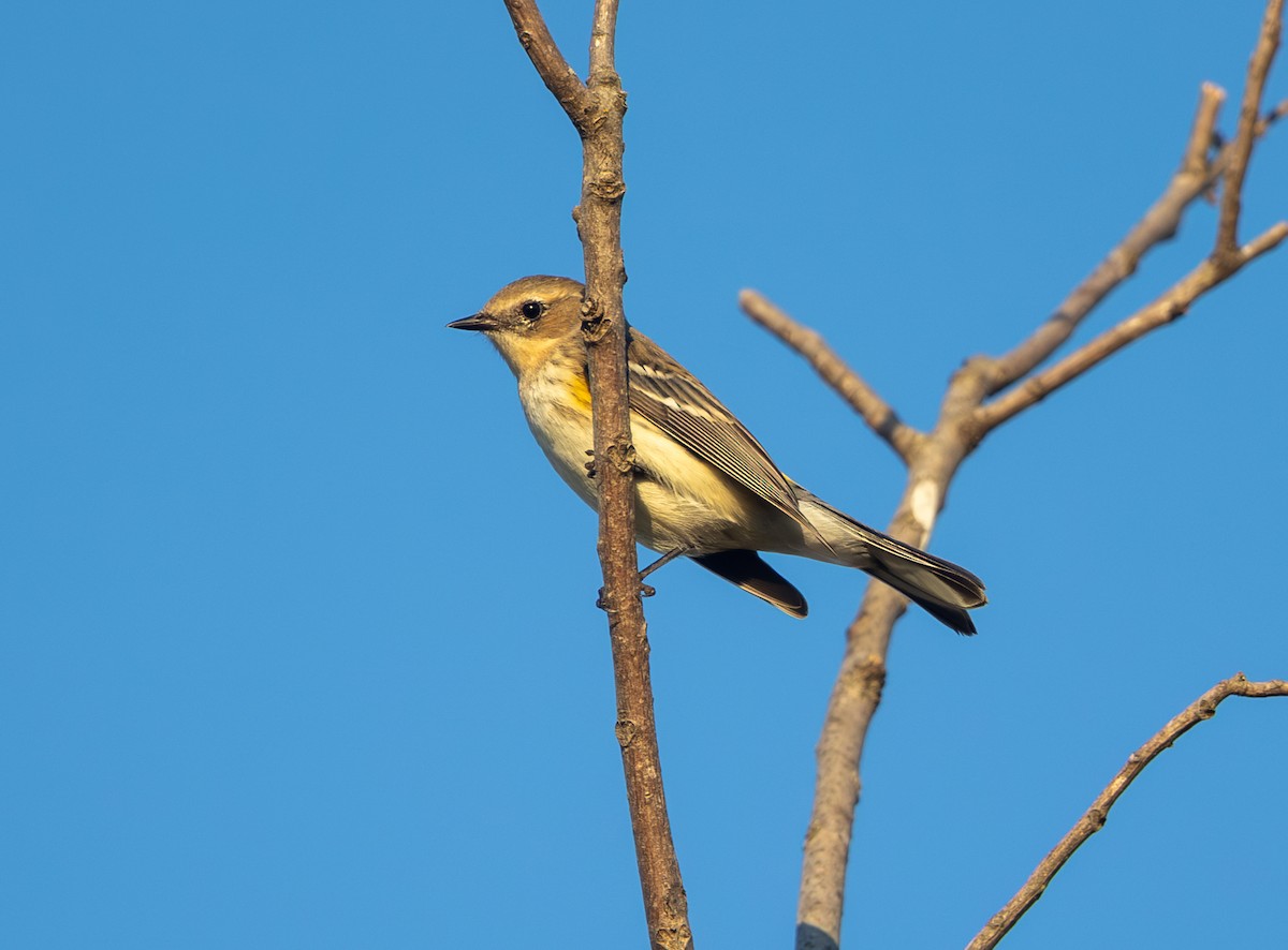 Yellow-rumped Warbler - ML643718258