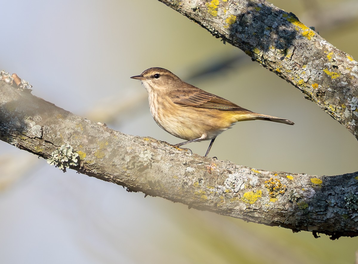 Palm Warbler - ML643718259