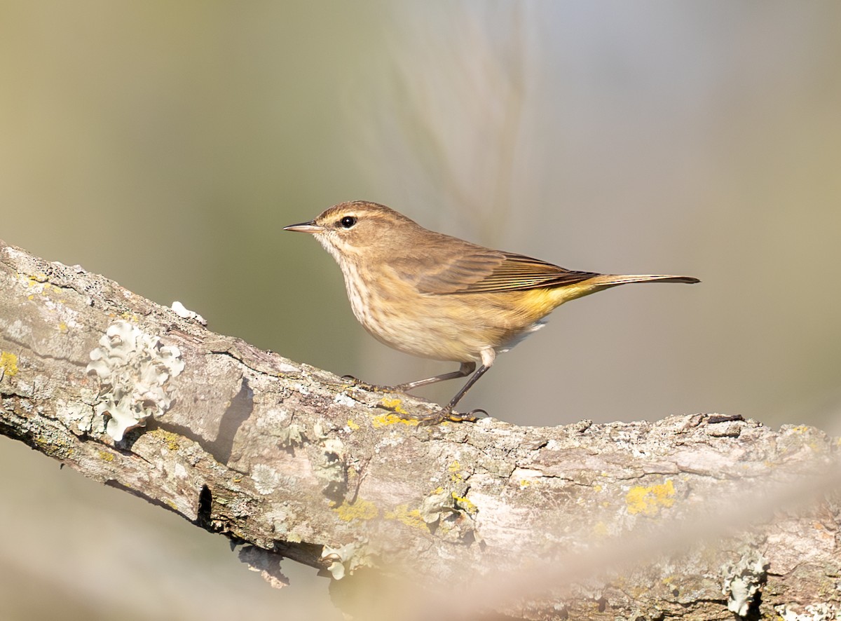 Palm Warbler - ML643718260