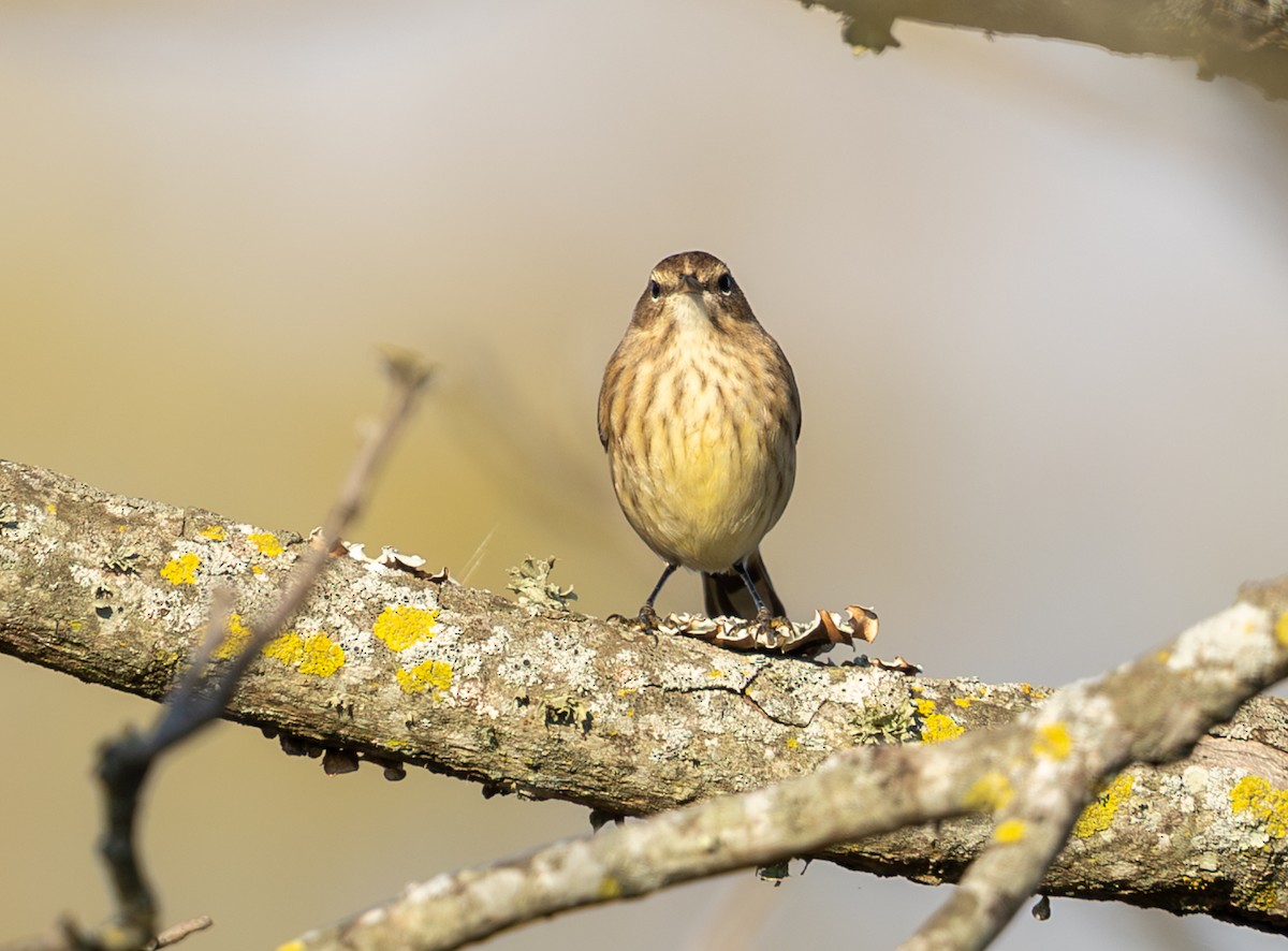 Palm Warbler - ML643718261
