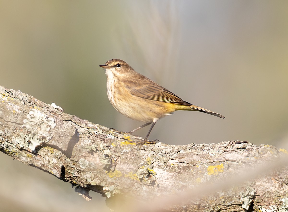 Palm Warbler - ML643718262