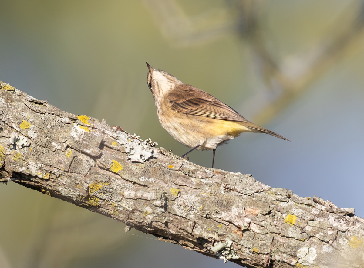 Palm Warbler - ML643718263