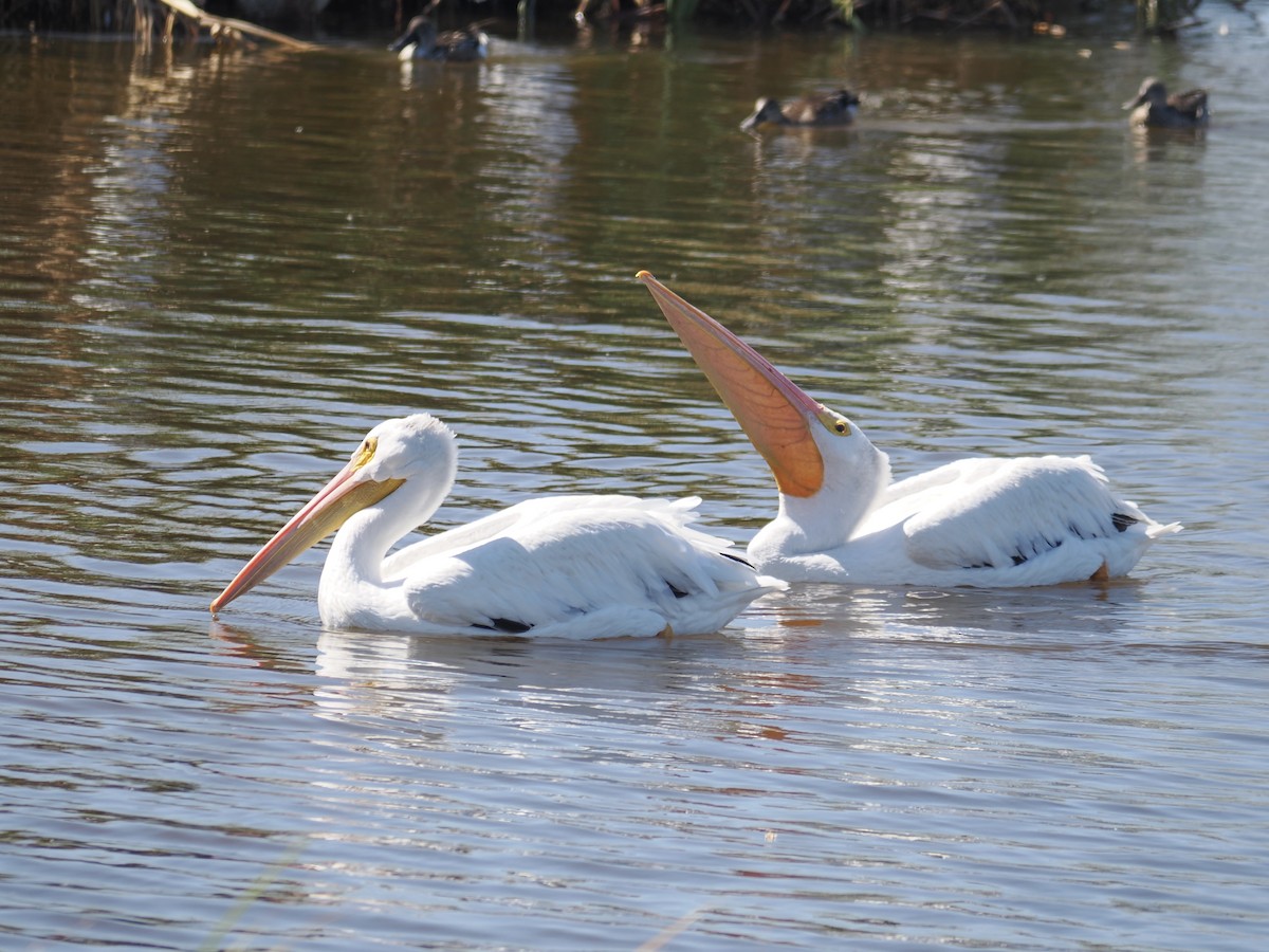 American White Pelican - ML643718272