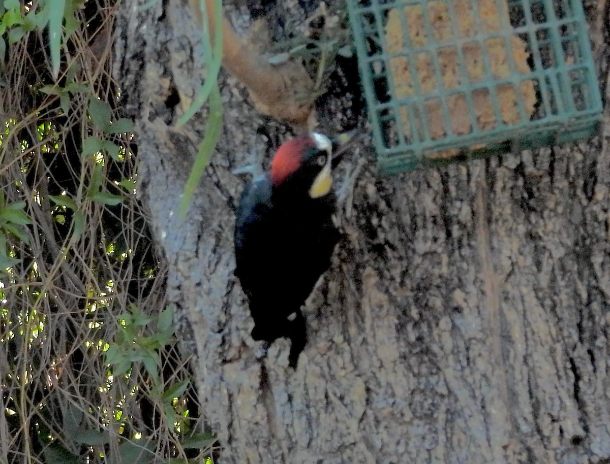 Acorn Woodpecker - ML643718281