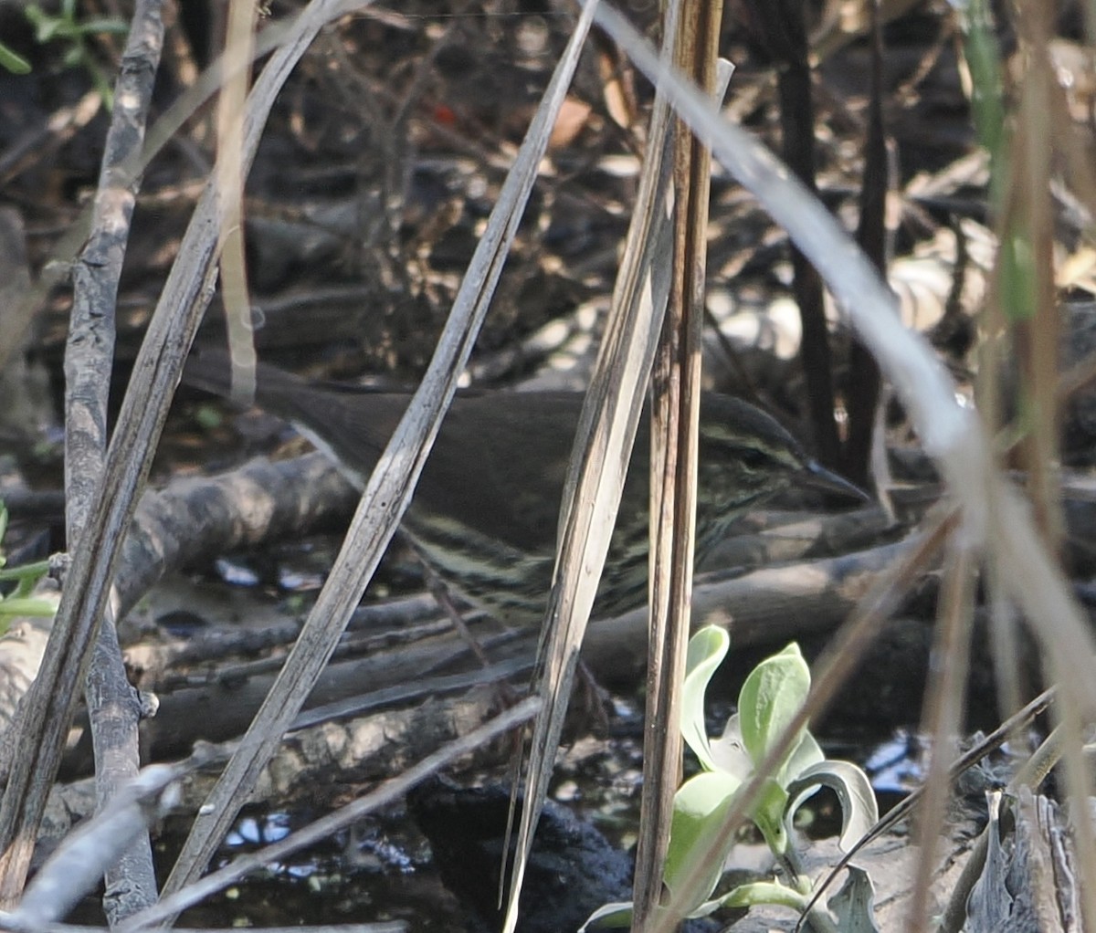 Northern Waterthrush - ML643718299