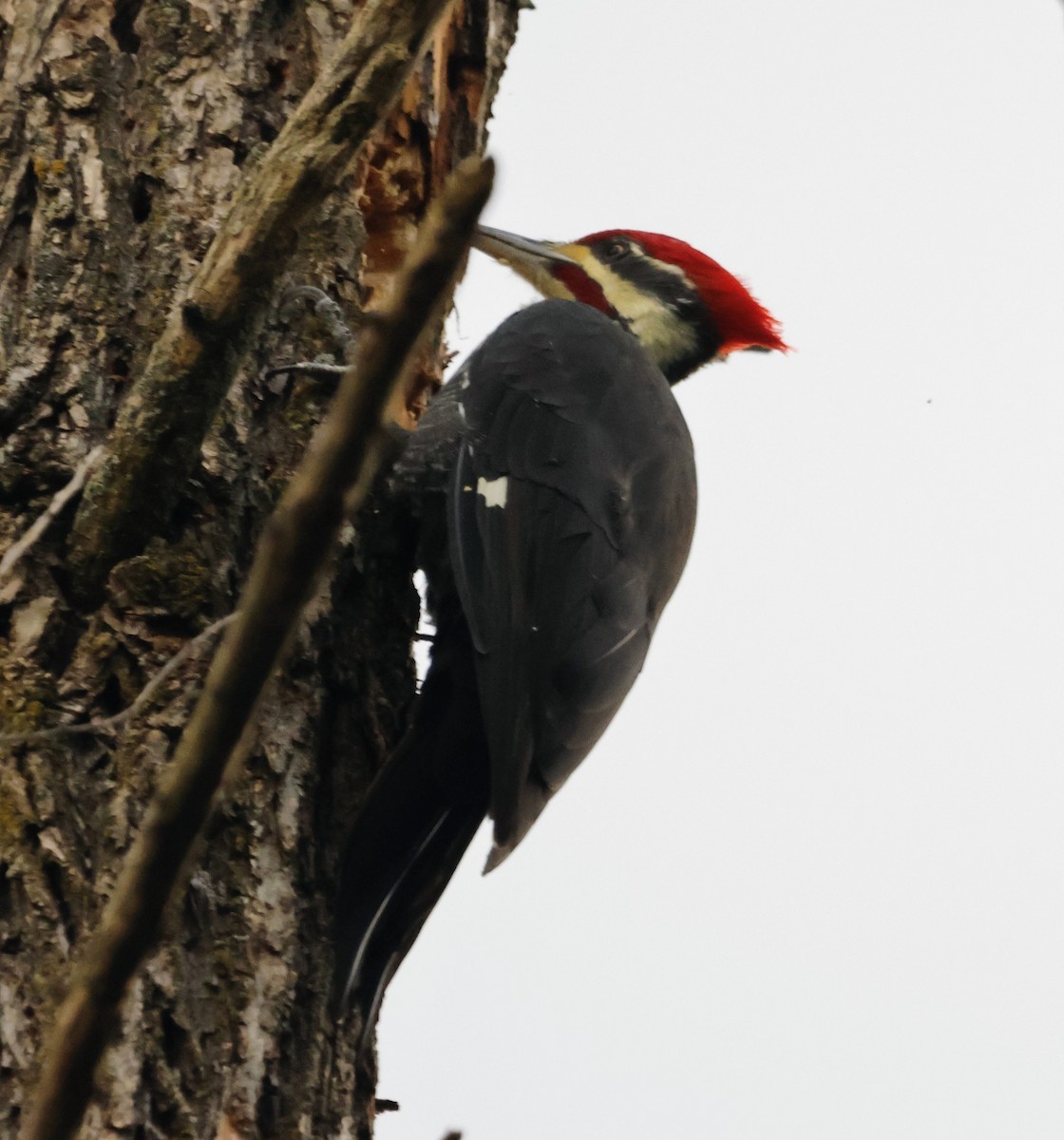Pileated Woodpecker - ML643718313