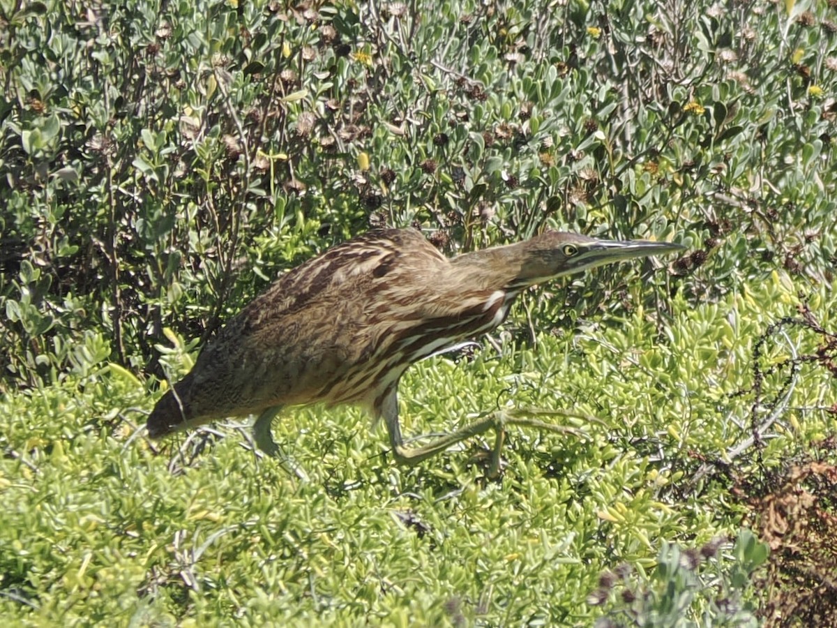 American Bittern - ML643718317