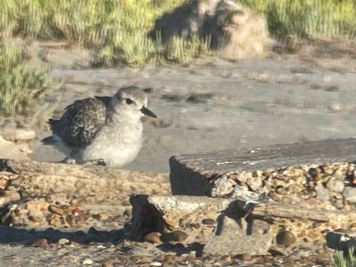 Black-bellied Plover - ML643718350