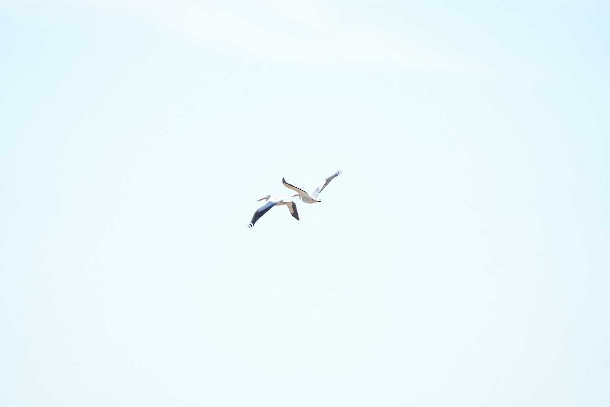 American White Pelican - ML643718390