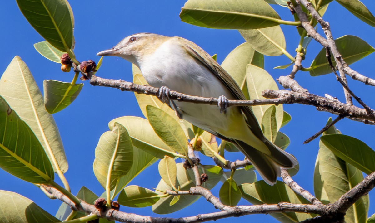 Red-eyed Vireo - ML643718393