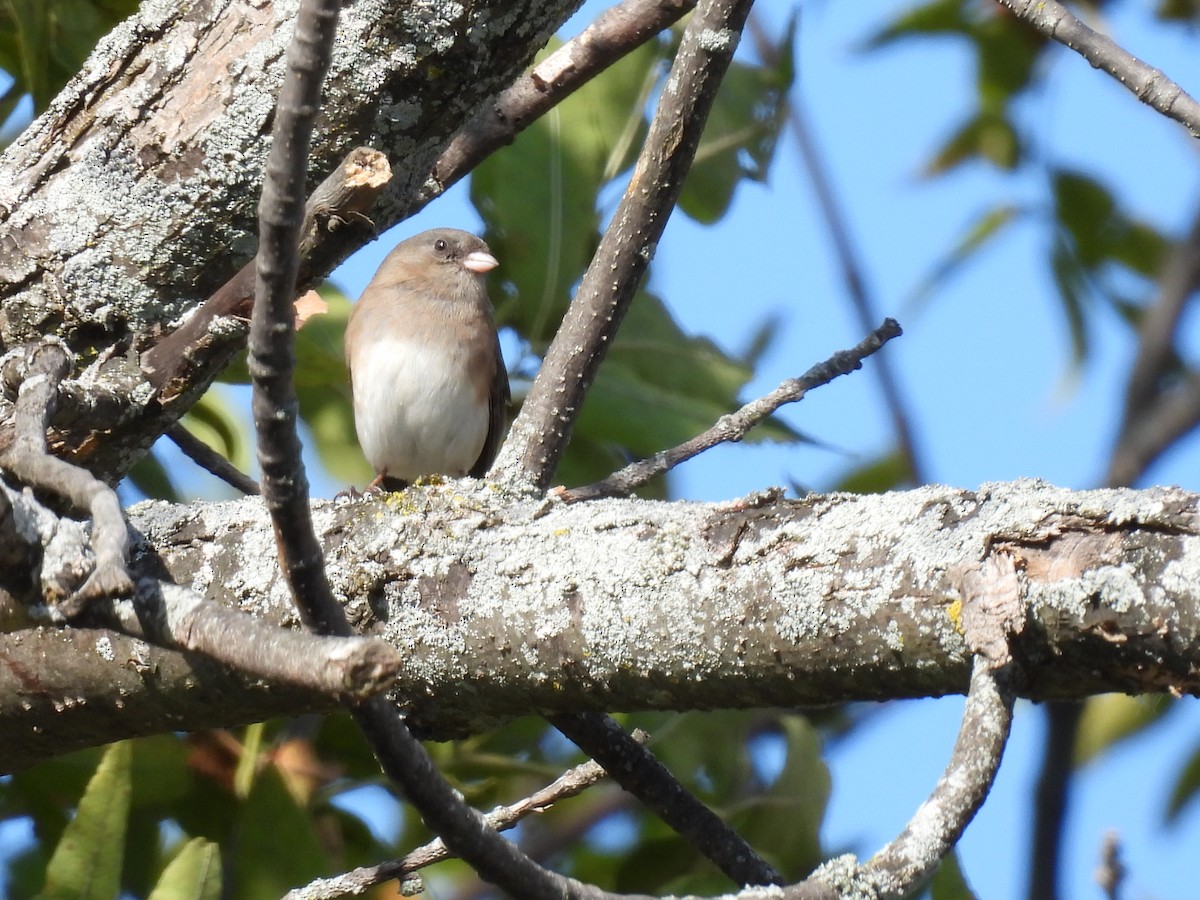 Dark-eyed Junco (Slate-colored) - ML643718414