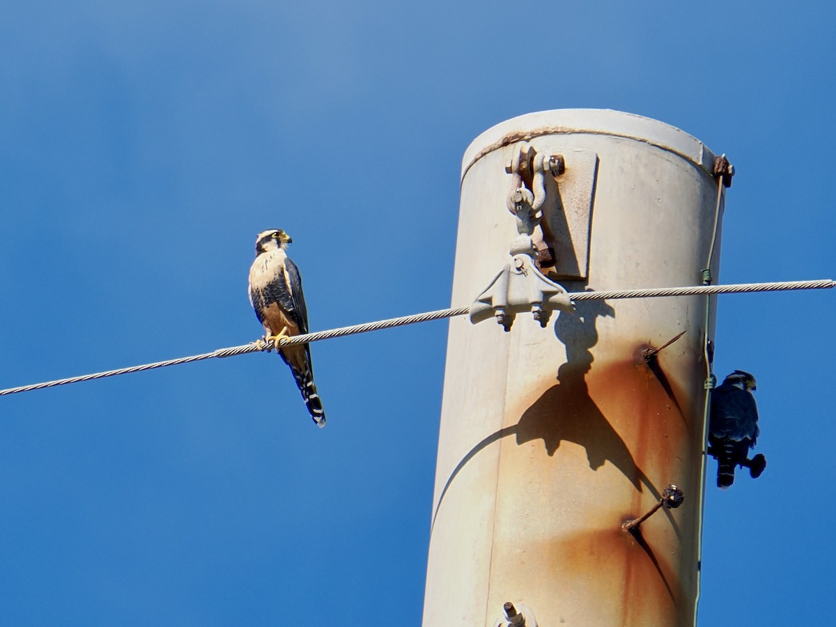 Aplomado Falcon - ML643718426