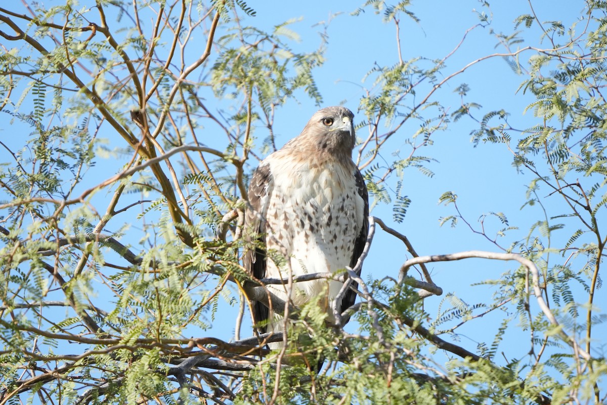 Red-tailed Hawk - ML643718428