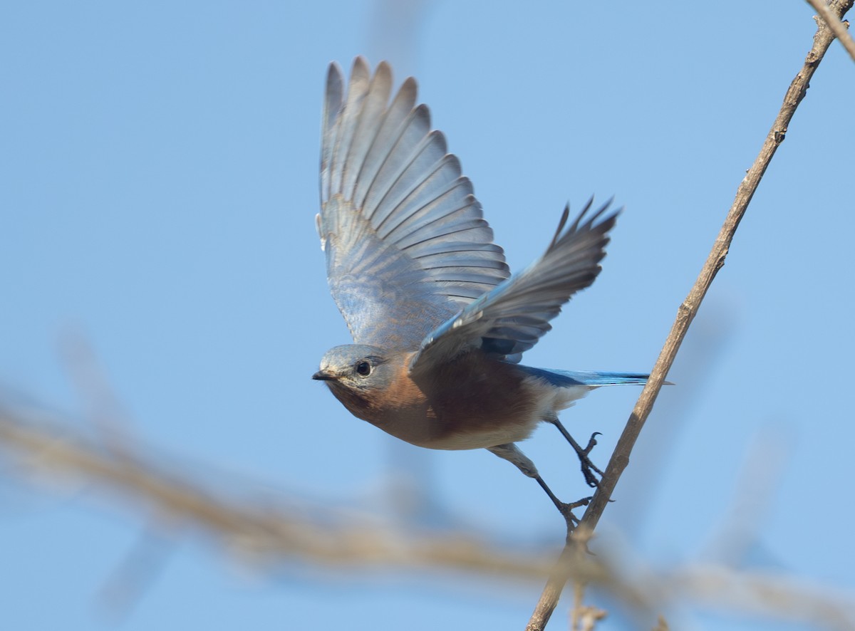 Eastern Bluebird - ML643718434