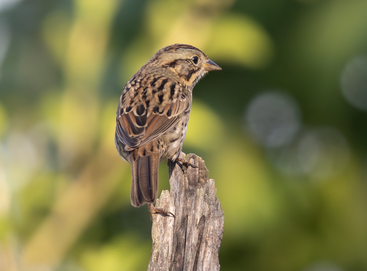 Lincoln's Sparrow - ML643718475