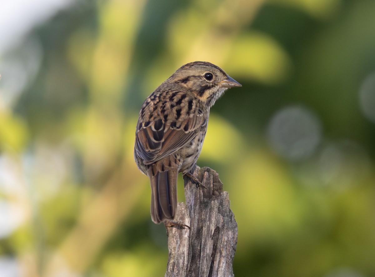 Lincoln's Sparrow - ML643718476
