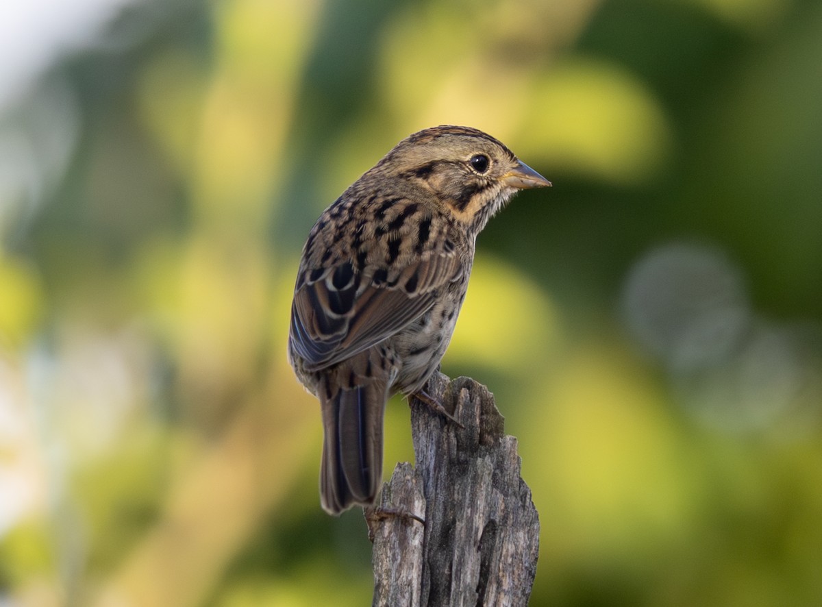 Lincoln's Sparrow - ML643718477