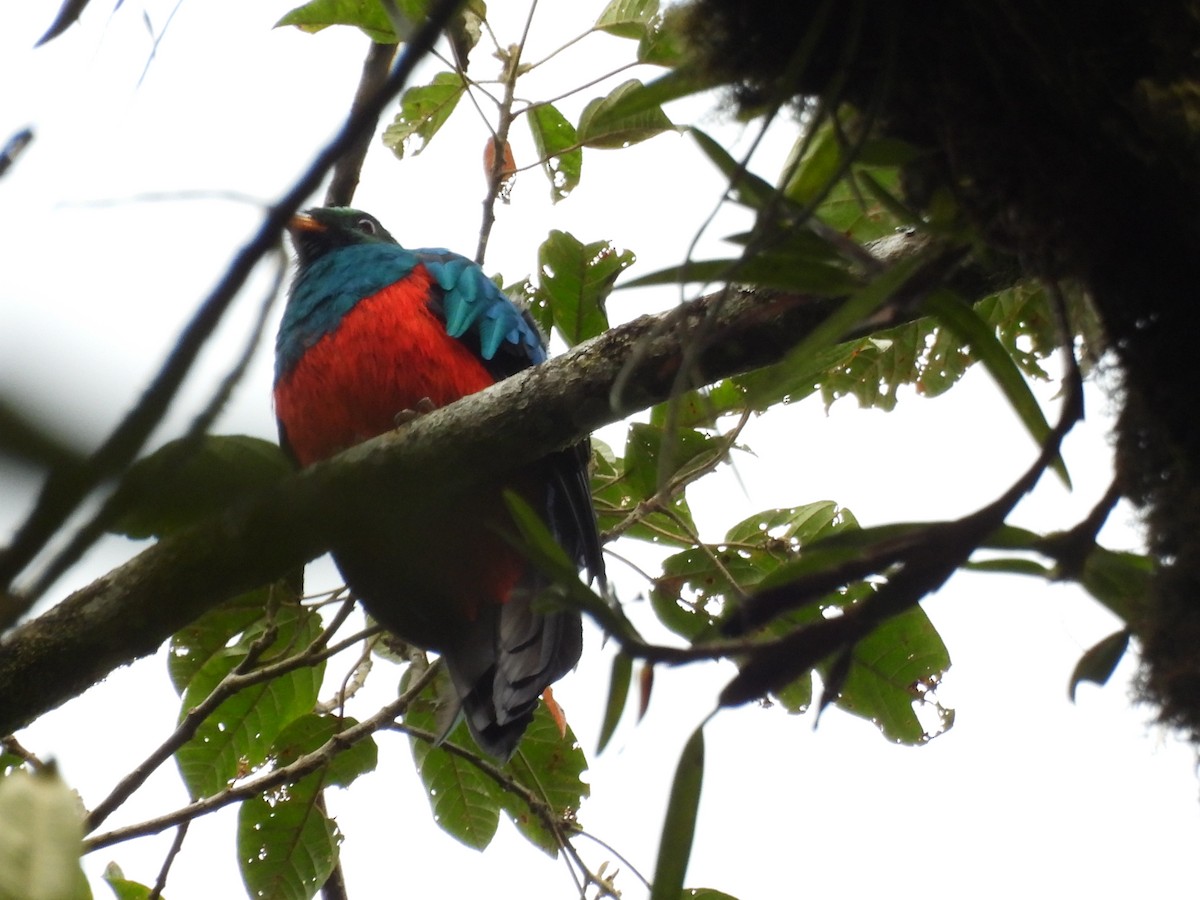Golden-headed Quetzal - ML643718490