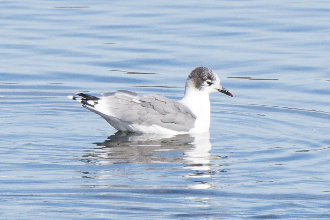 Franklin's Gull - ML643718495