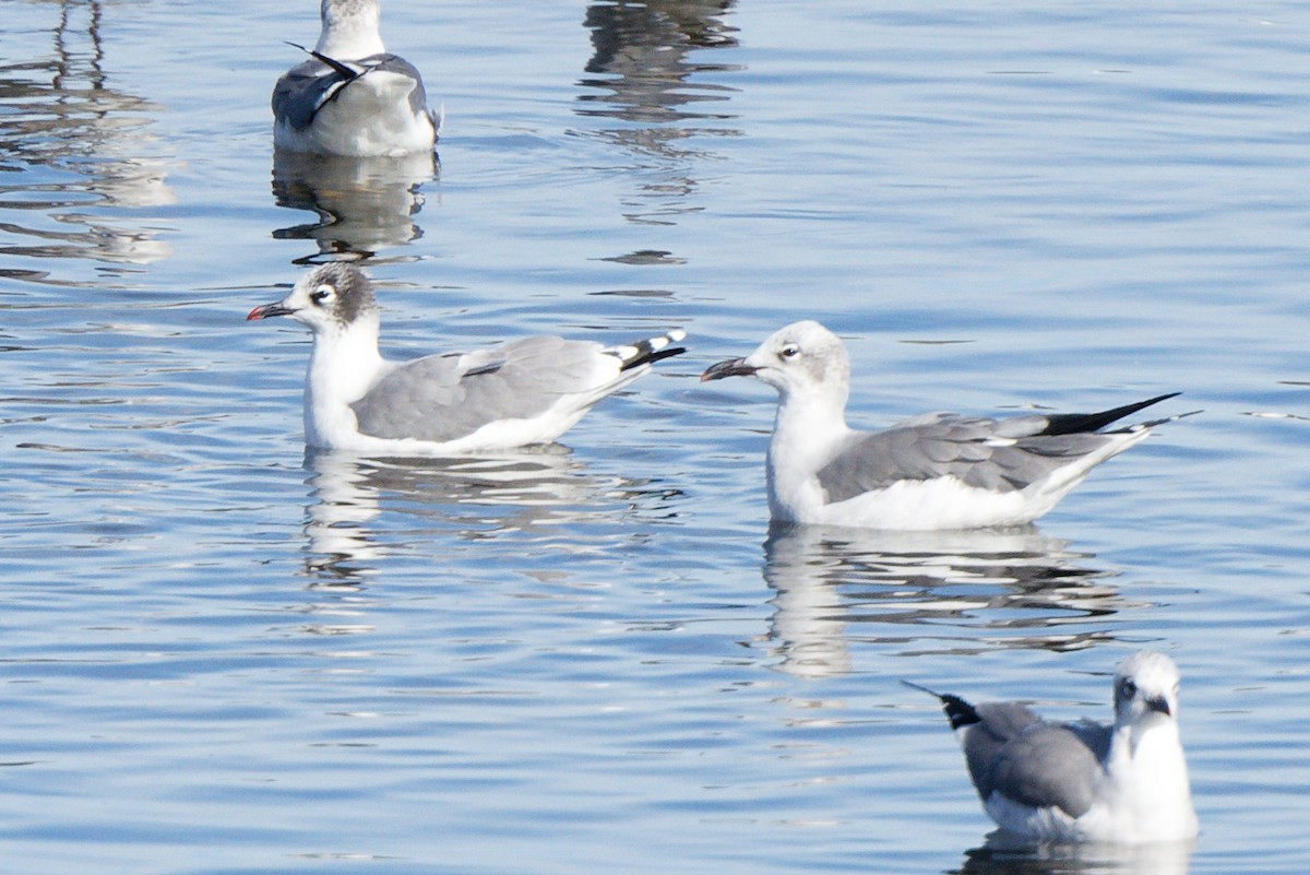 Franklin's Gull - ML643718499
