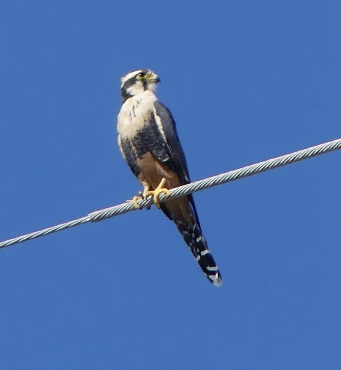 Aplomado Falcon - ML643718508