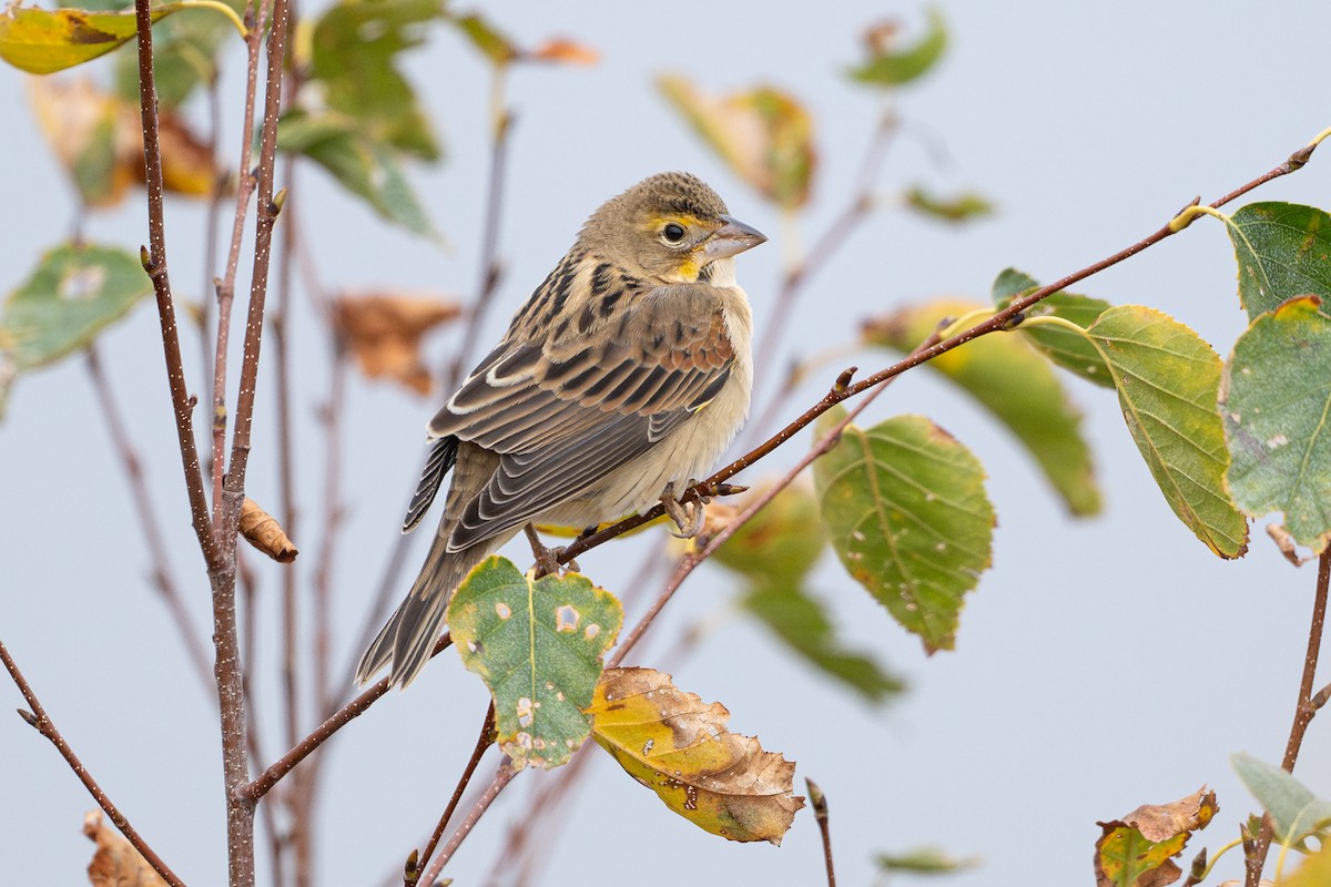 Dickcissel - ML643718529