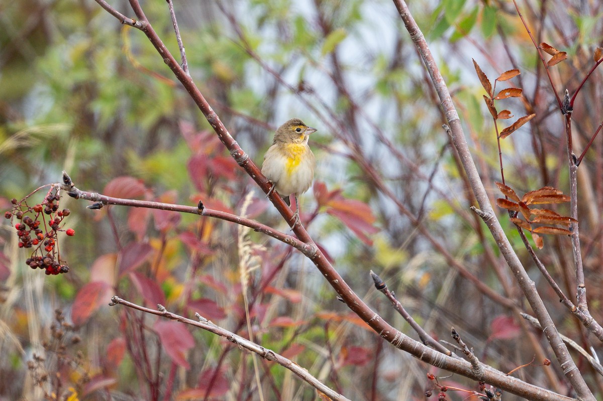 Dickcissel - ML643718530