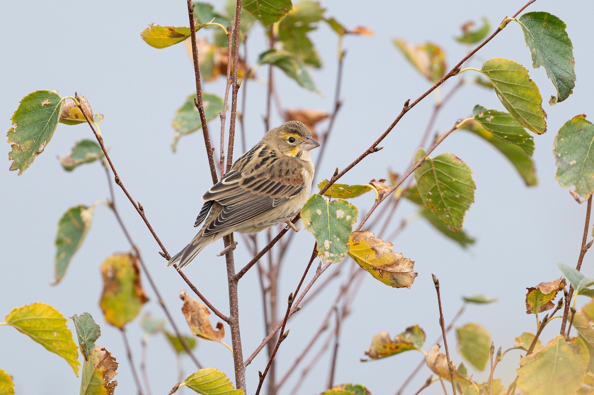 Dickcissel - ML643718531