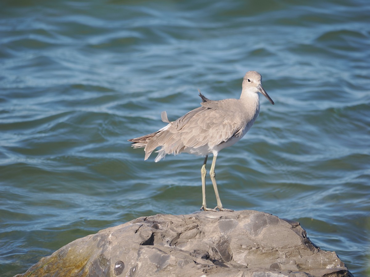 Willet - ML643718547