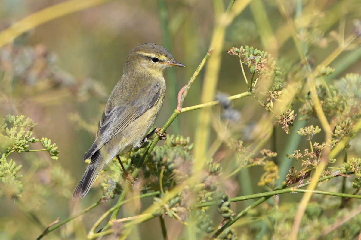 Willow Warbler - ML643718557