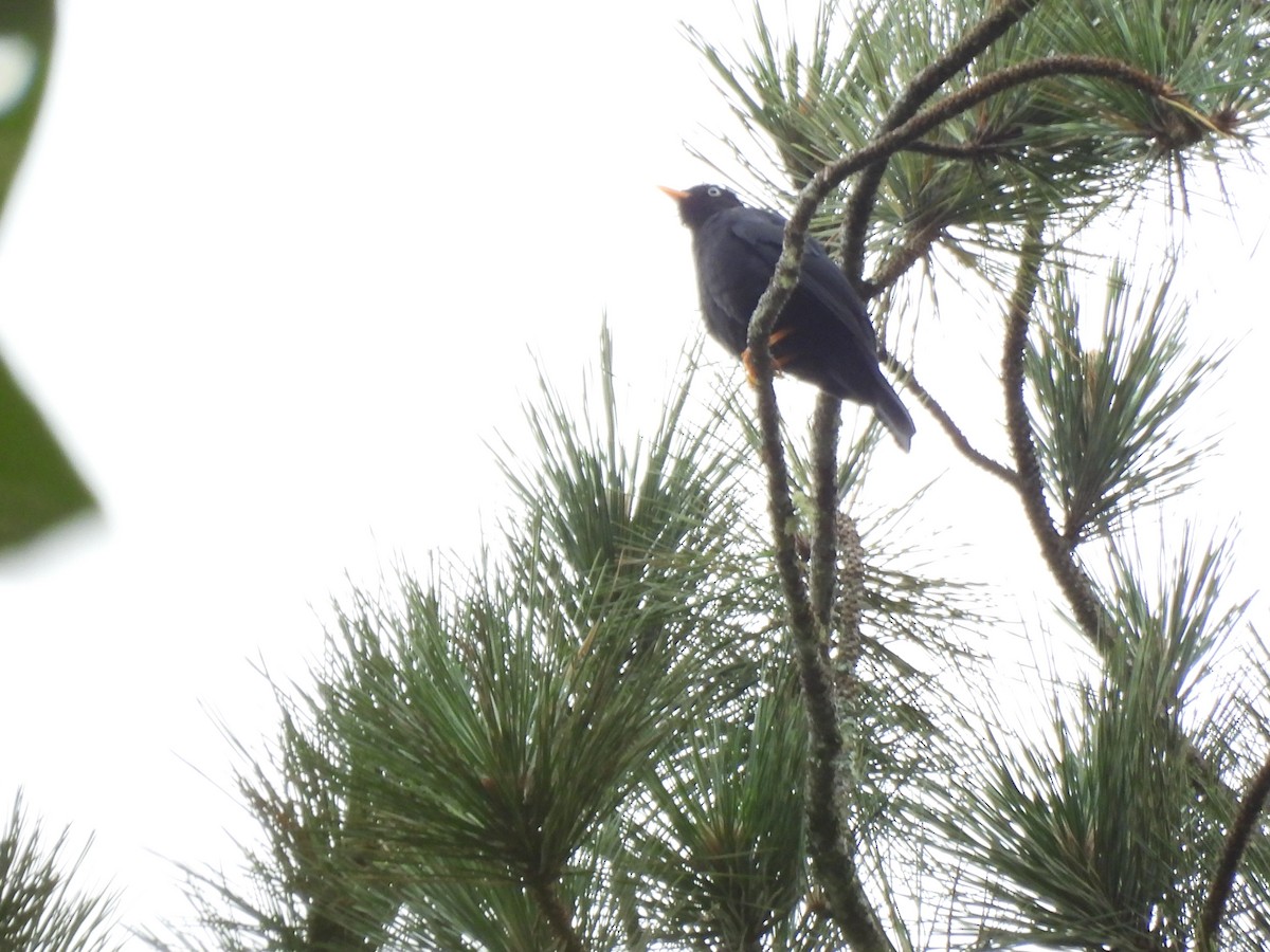 Mirlo Ojiblanco - ML643718564