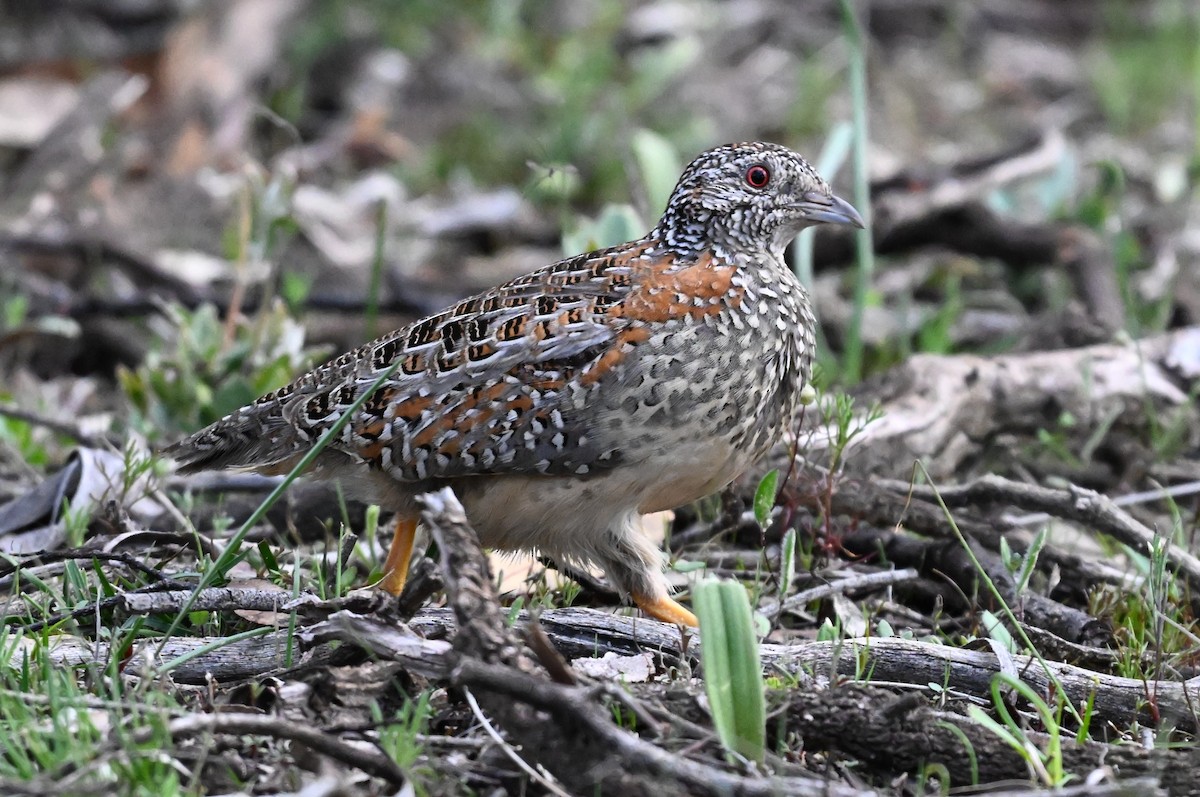 Painted Buttonquail - ML643718583