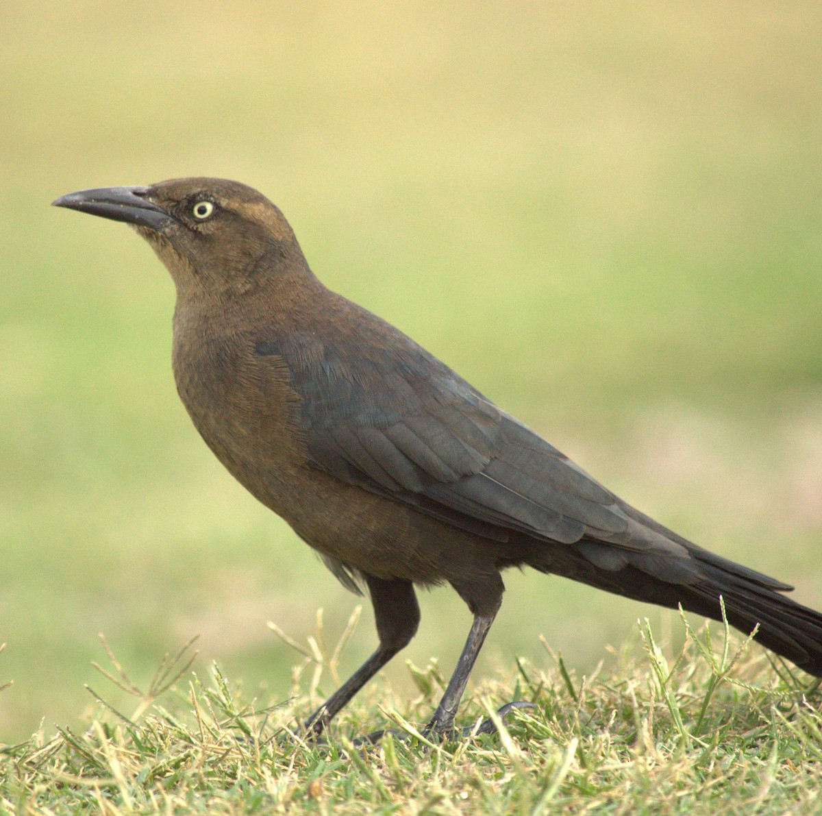 Great-tailed Grackle - ML643718593