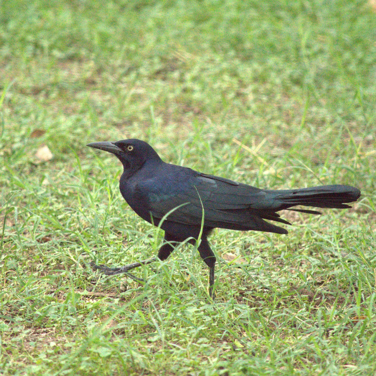 Great-tailed Grackle - ML643718603