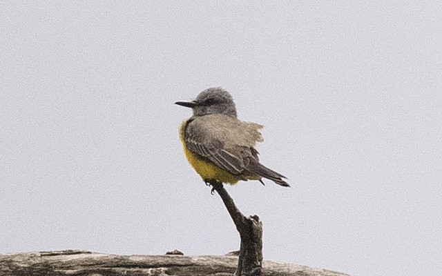 Tropical Kingbird (South American) - ML643718620