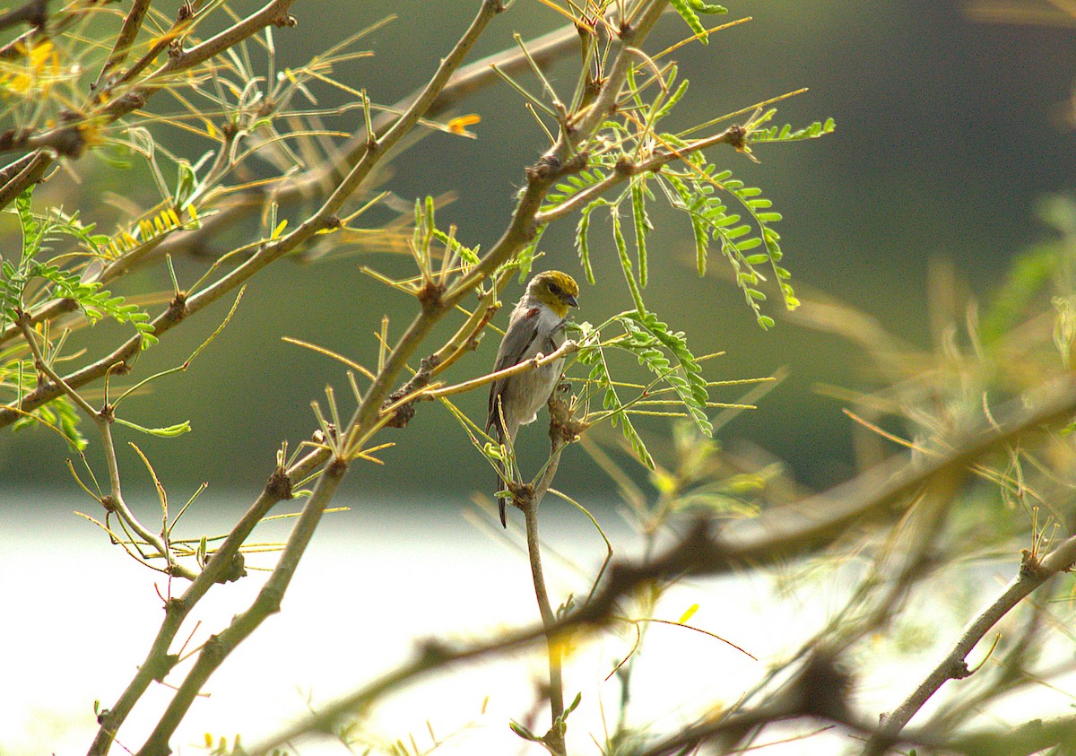 Verdin - ML643718624