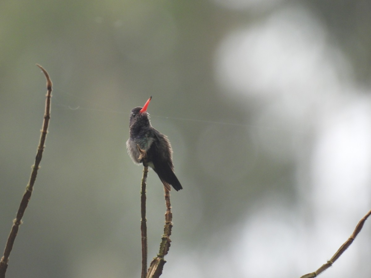 hvithakekolibri - ML643718625